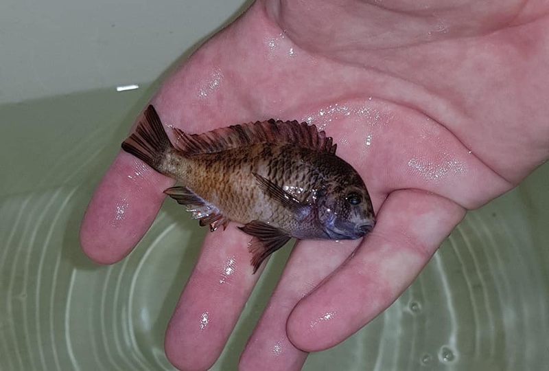 Tropheus sp. 'red' Cape Kipimbi (Kushangaza)
